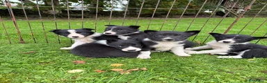 Border Collie 6