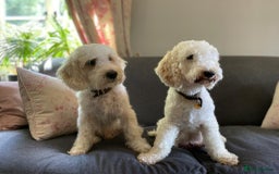 Cockapoo dogs for sale: Distinguished Cockapoo Puppies – Ready Today - Image 10