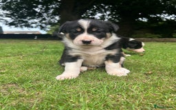 Border Collie dogs for sale: Border Collie - Image 6