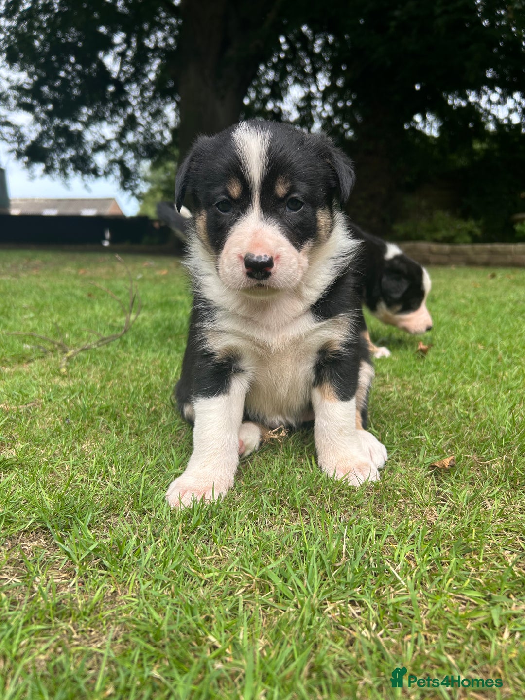 Border Collie dogs for sale: Border Collie - Image 6