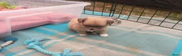 Pomchi dogs for sale: Four amazing looking Pomchi's in Cullompton - Advert 8