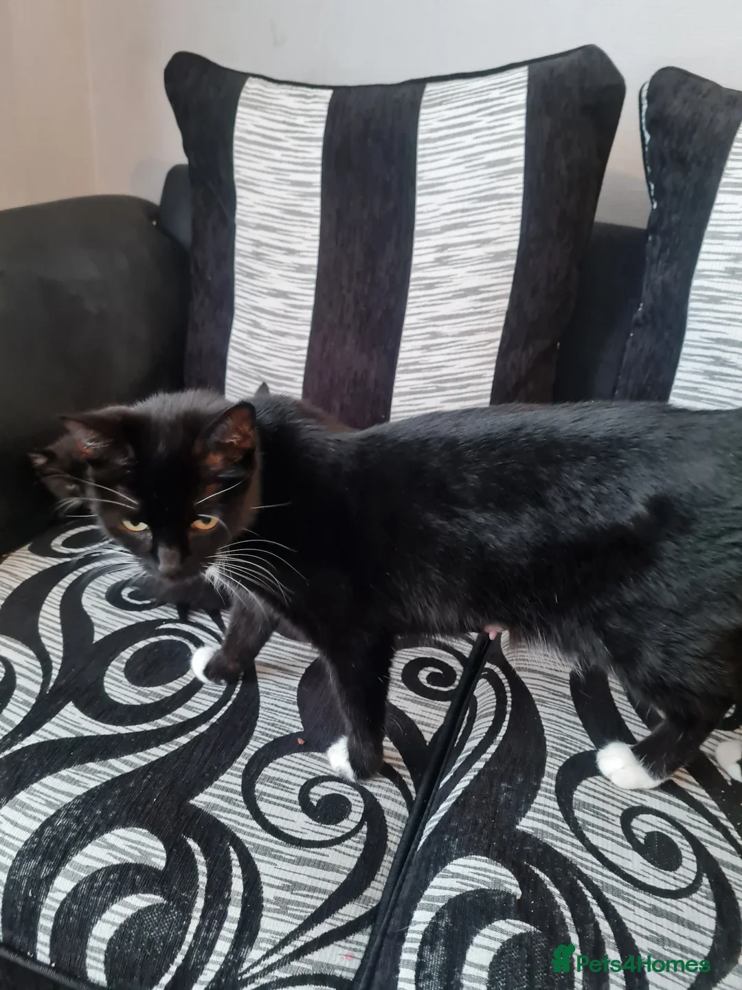 Mixed Breed cats for sale: 4 male kitten tuxedo  - Advert 1