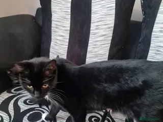 Mixed Breed cats 4 male kitten tuxedo - Advert 1