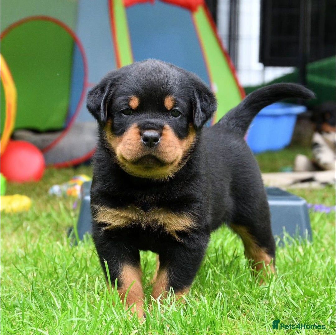 Rottweiler dogs for stud: Onex de Tierra Ibera now available for stud in Newark - Image 12