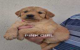 Golden Retriever dogs for sale: KC GOLDEN RETRIEVER PUPPIES HEALTH TESTED PARENTS  - Image 6