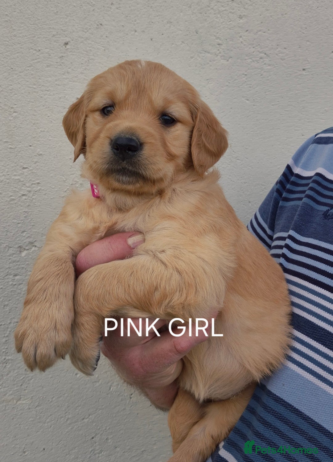 Golden Retriever dogs for sale: KC GOLDEN RETRIEVER PUPPIES HEALTH TESTED PARENTS  - Image 6