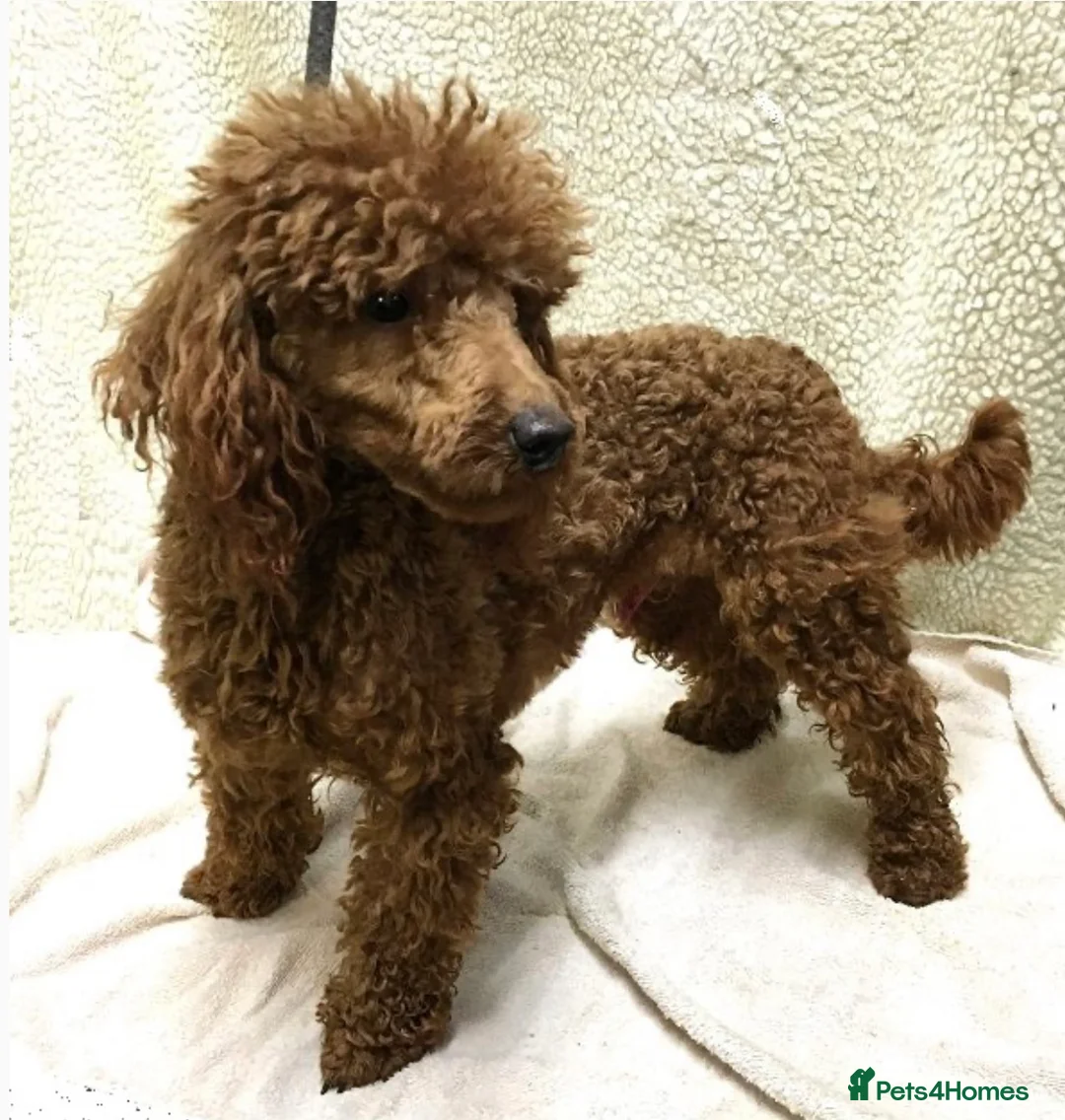 Cockapoo dogs for sale: All puppies have been reserved   - Advert 13