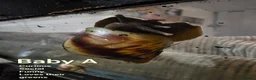 Snails invertebrates for sale: ×2 Baby Giant African Land Snails in Croydon - Advert 2