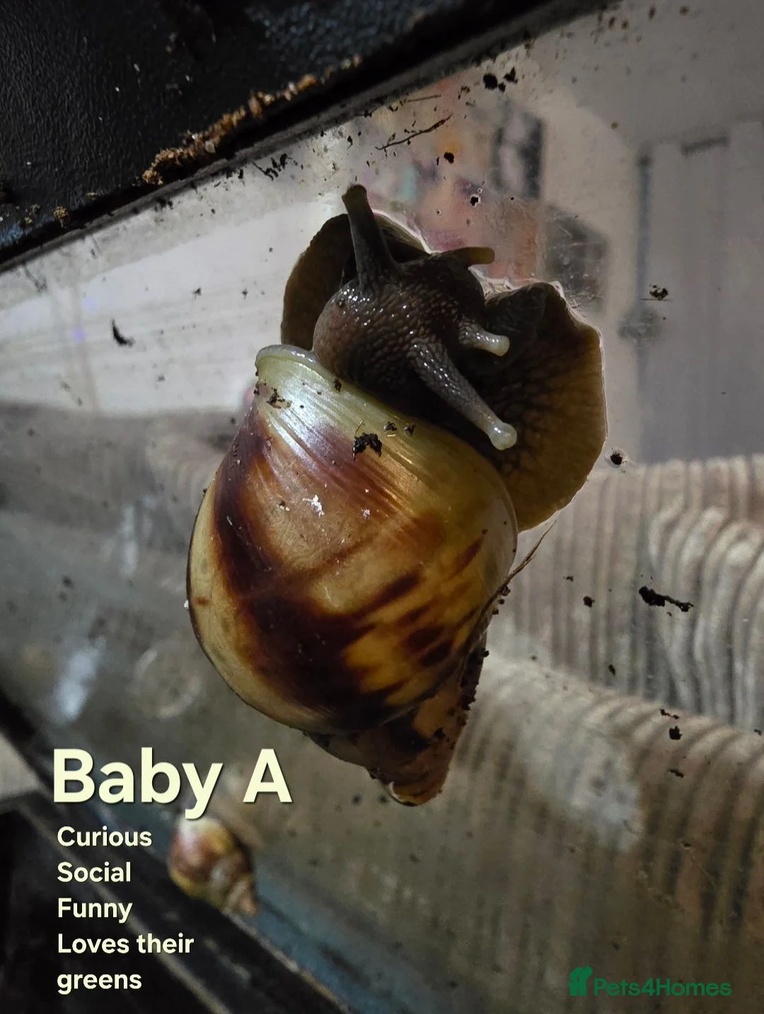 Snails invertebrates for sale: ×2 Baby Giant African Land Snails in Croydon - Advert 2
