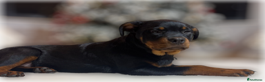 Rottweiler Puppy 4