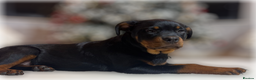 Rottweiler dogs for sale: ROTTWEILER PUPPIES. KC REGISTERED. FREE INSURANCE. - Advert 20