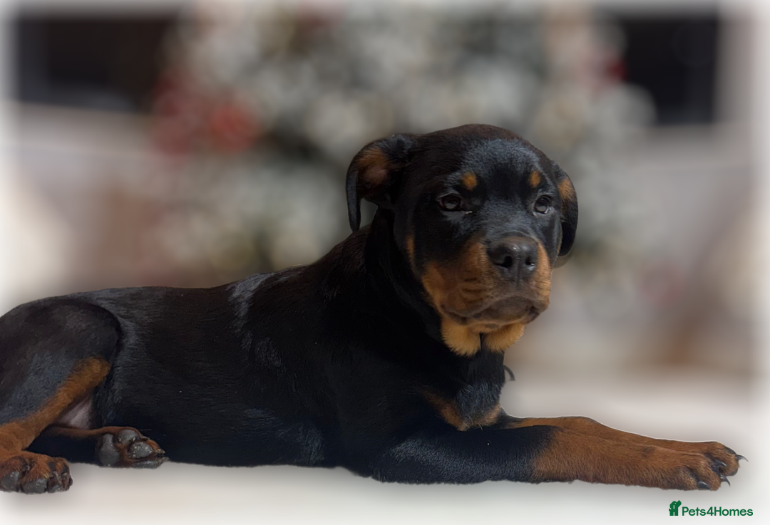 Rottweiler dogs for sale: ROTTWEILER PUPPIES. KC REGISTERED. FREE INSURANCE. - Advert 20