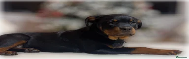 Rottweiler Puppy 4