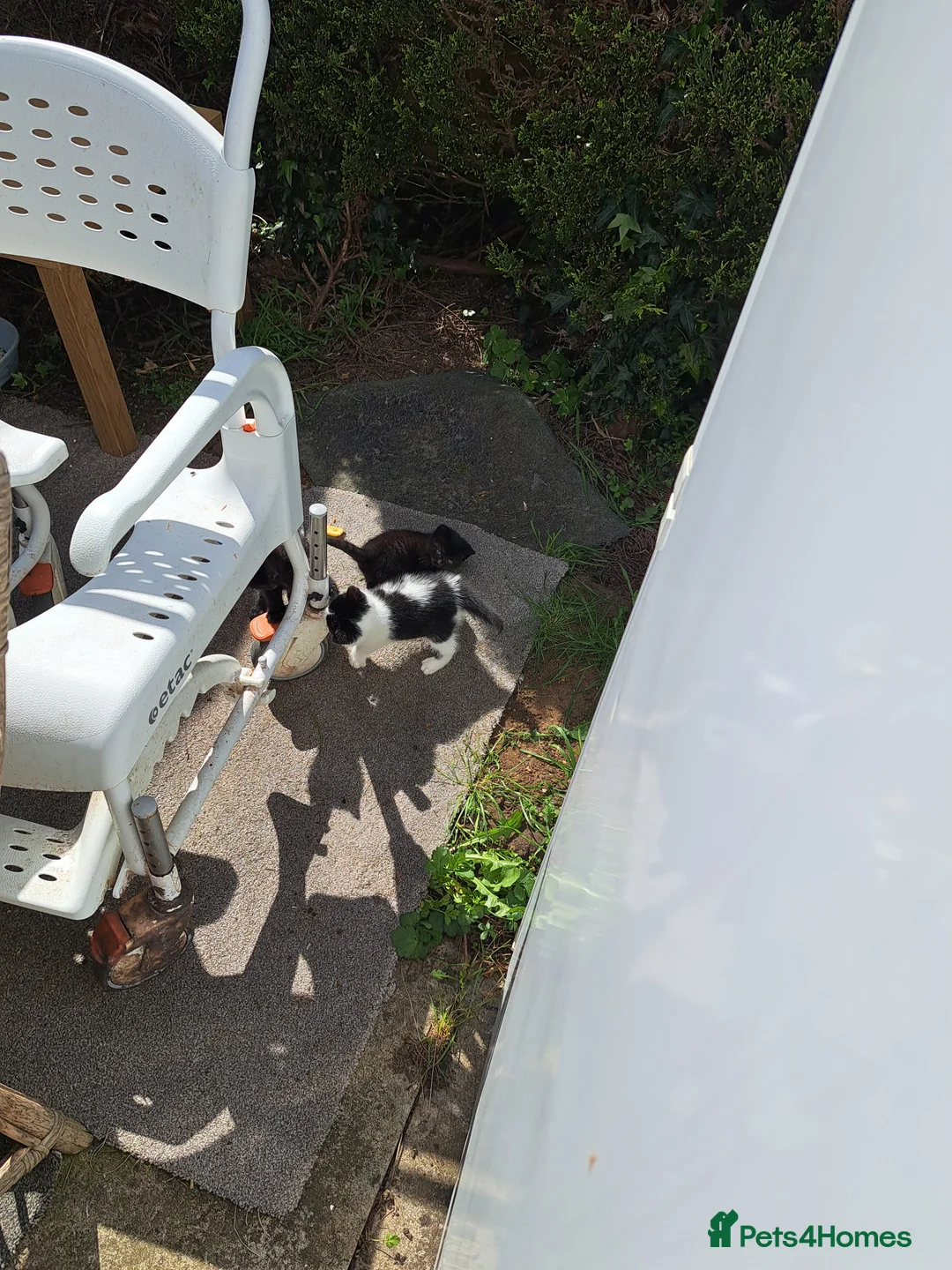 Mixed Breed cats for sale: 3 kittens for sale in Northampton - Advert 2