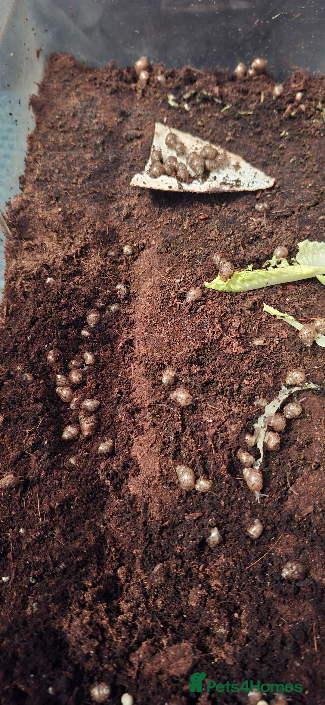 Snails invertebrates for sale: Giant african land snail babies - Image 1