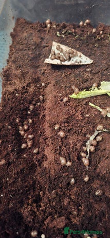 Snails invertebrates - Advert 8