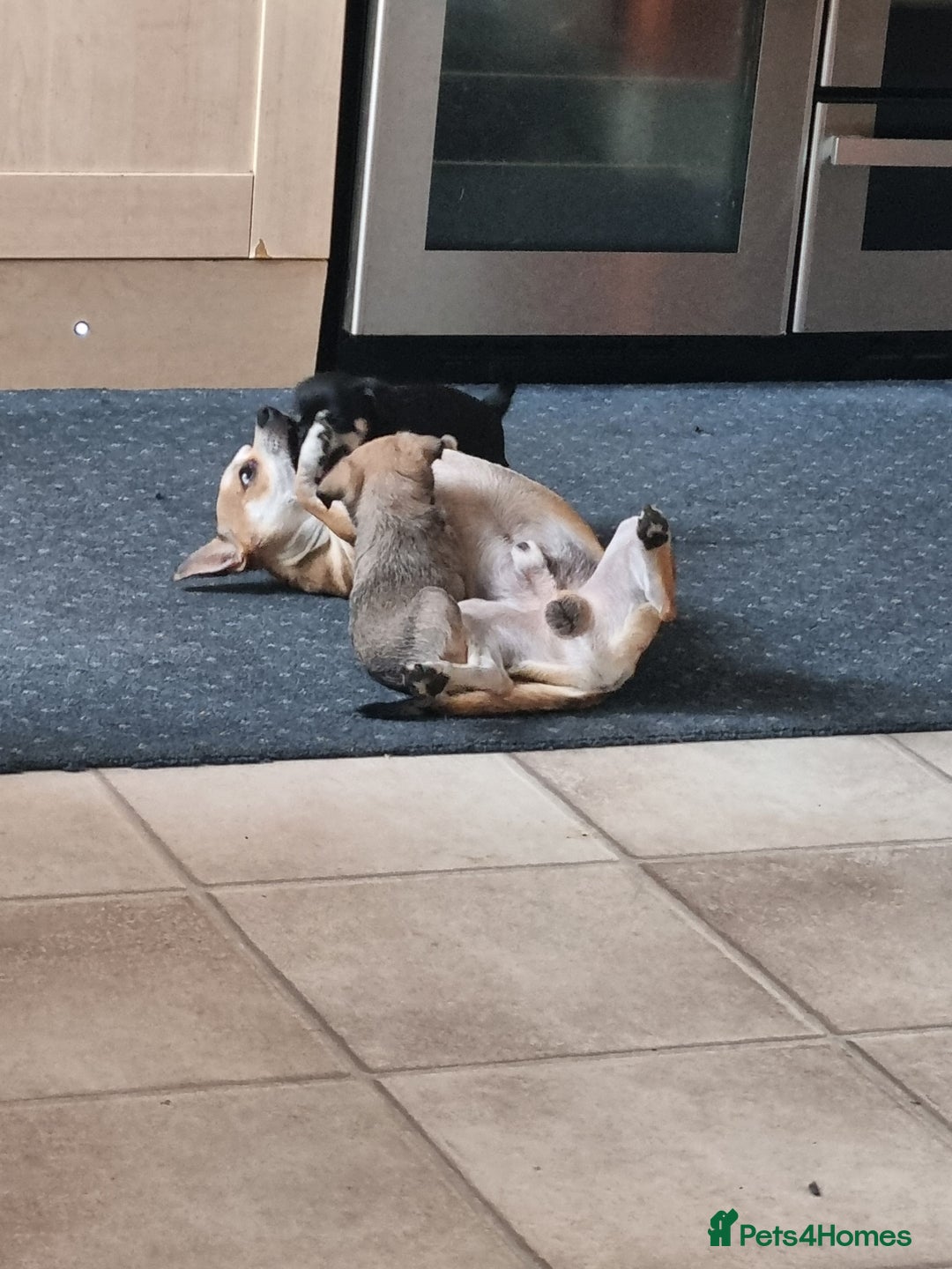 Chihuahua dogs for sale: 5 chihuahua  - Image 4