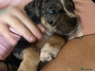 Mixed Breed dogs 🥰 ❤️ ONE BOY ONE GIRL ❤️ 🥰 - Advert 4