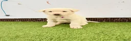Akita dogs for sale: Akita puppy’s for sale in Birmingham - Advert 16