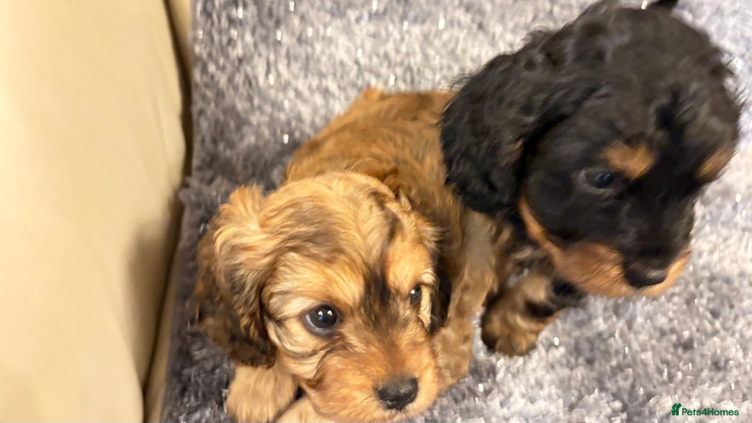 Cavapoo dogs for sale: Gorgeous phantom puppies - Image 12
