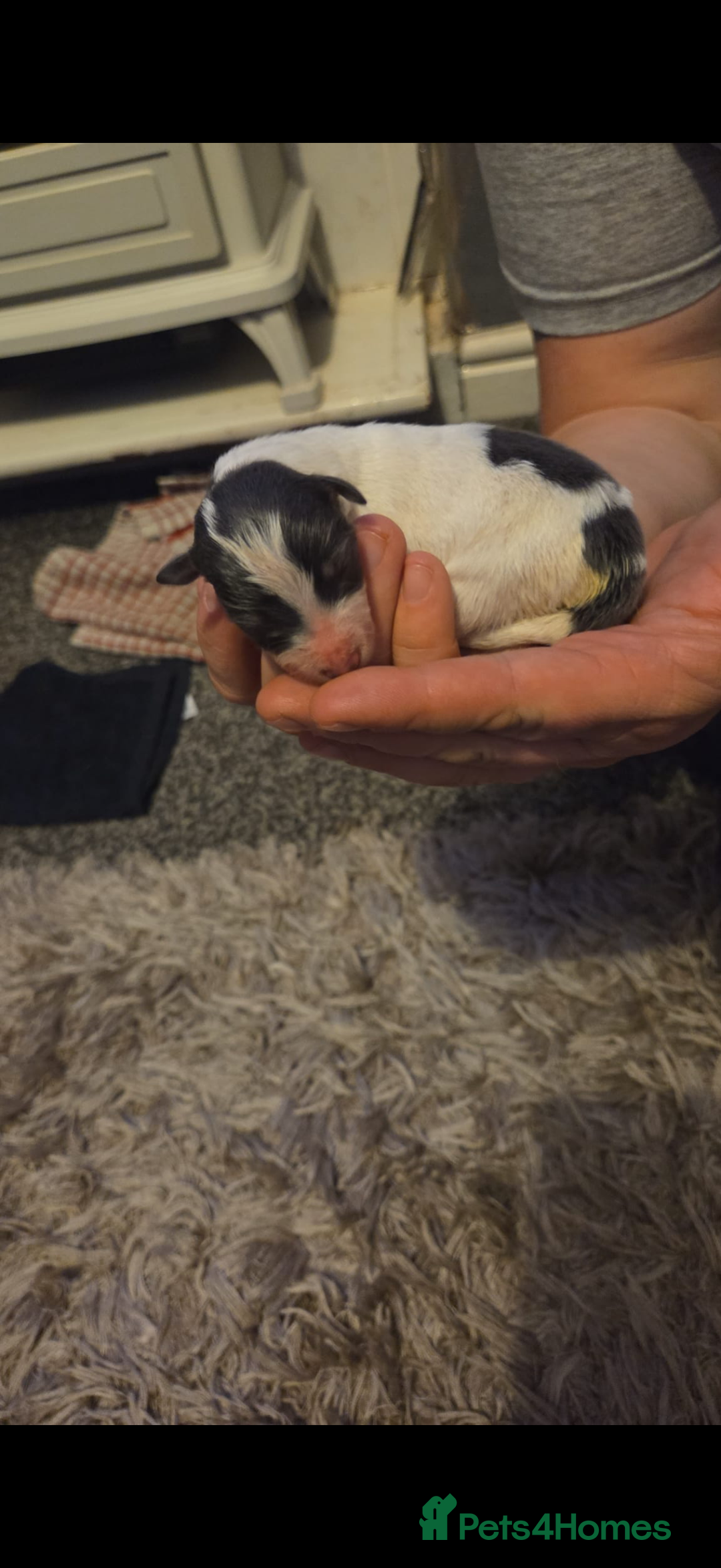 Border Collie dogs for sale: 10 amazing puppies - Advert 7