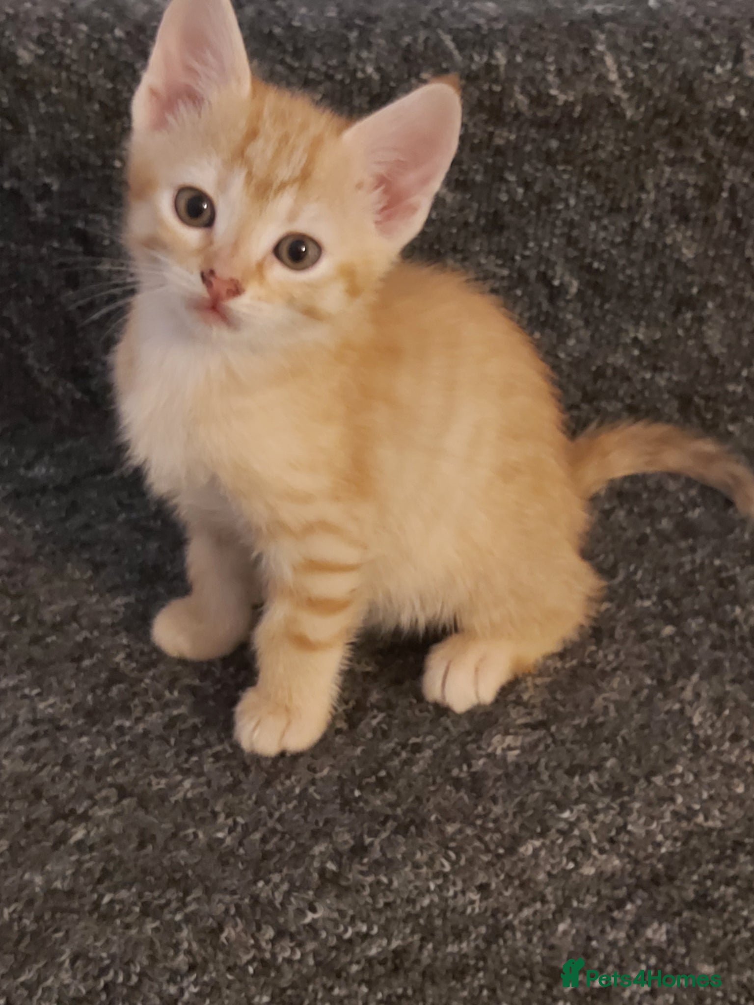 Mixed Breed cats Bengal mix Kittens Ready NOW! - Advert 12