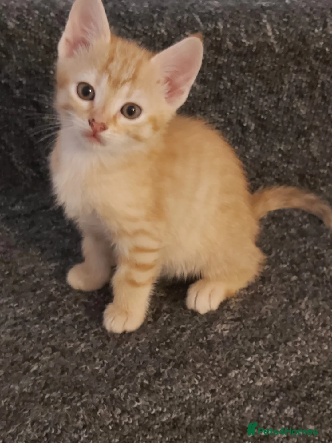 Mixed Breed cats for sale: Half Bengal Kittens Ready NOW! - Advert 2