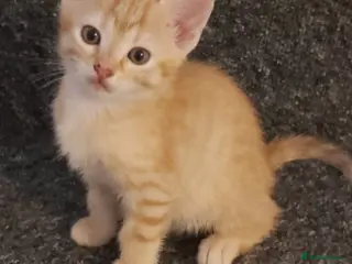 Mixed Breed cats Bengal mix Kittens Ready NOW! - Advert 12