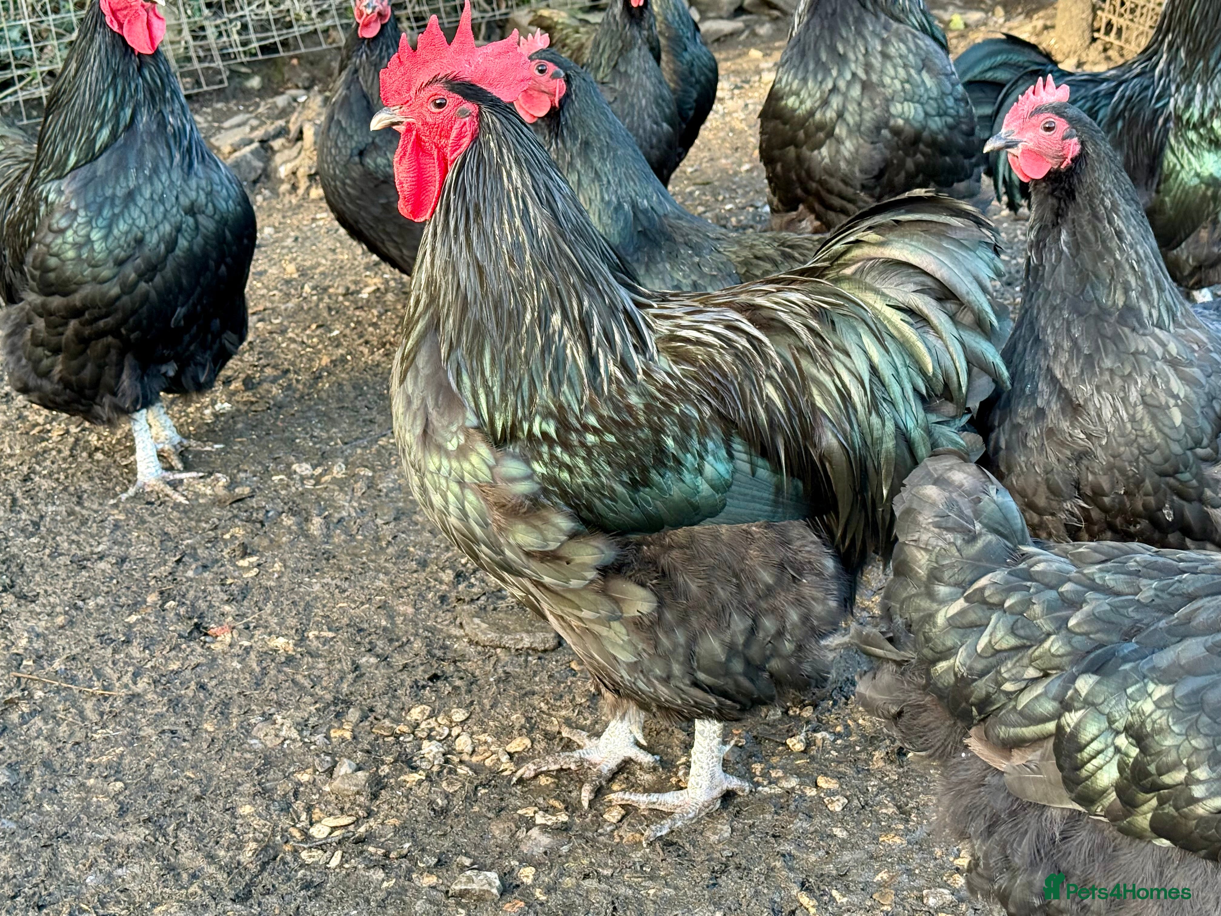 Chickens poultry Australorp stock cockerel  - Advert 1