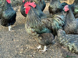 Chickens poultry Australorp stock cockerel - Advert 4