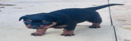 Rottweiler dogs for sale: ELITE KC REGISTERED GERMAN ROTTWEILER PUPPIES  - Advert 19