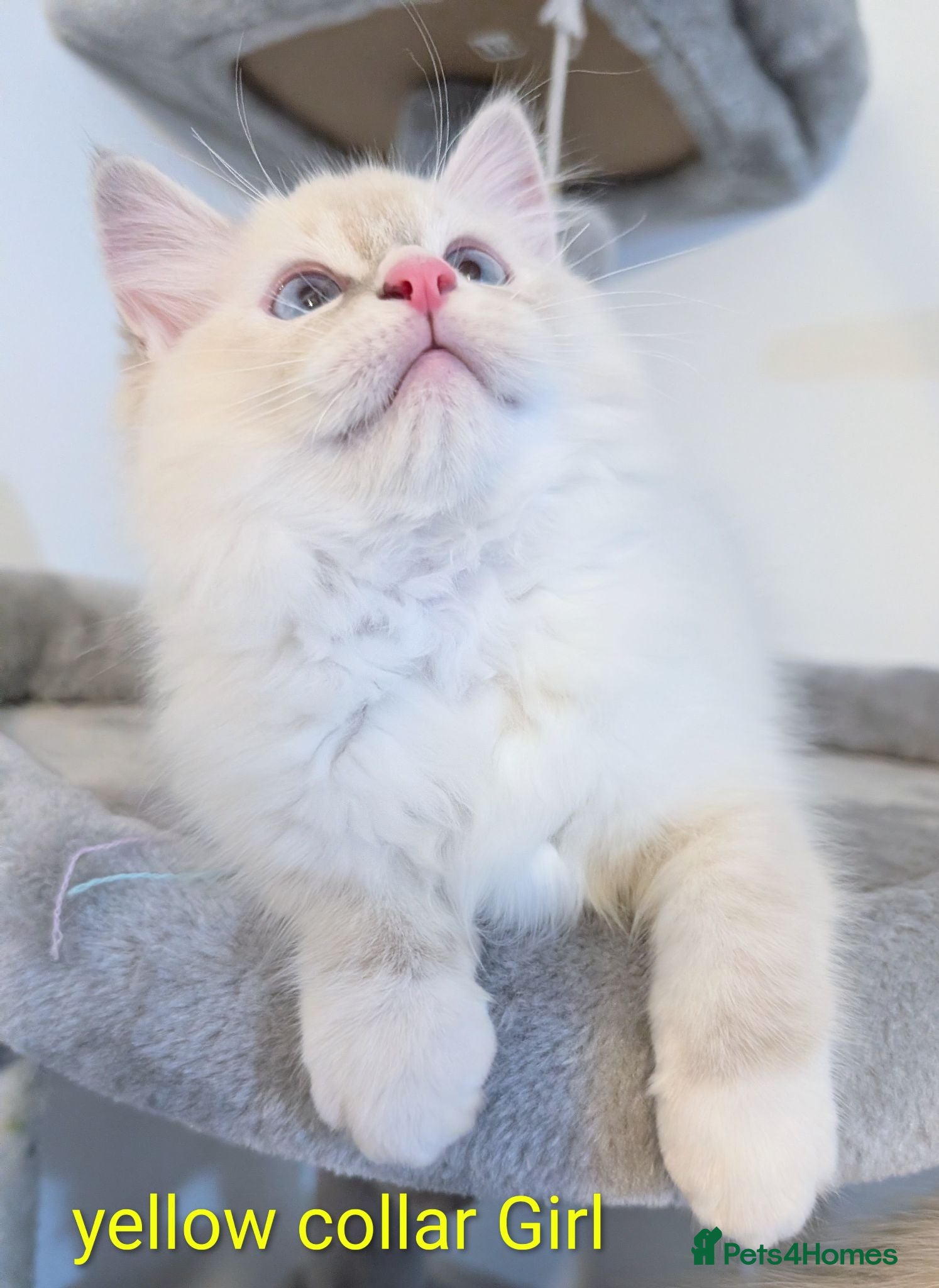 Ragdoll cats Grand champion lines TICA Ragdoll kittens  - Advert 3