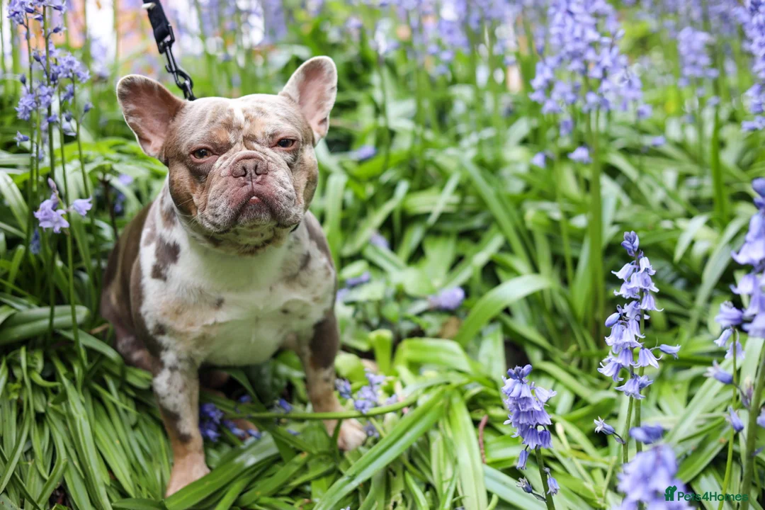 French Bulldog dogs for stud: VEGAS- new shade Isabella & tan Merle  in Southampton - Advert 6