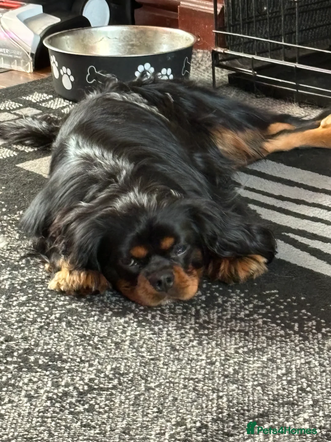 Cavalier King Charles Spaniel dogs for stud: Fully health tested Black and Tan stud.  in Wrexham - Advert 6