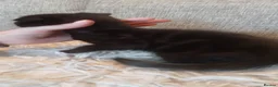 Mixed Breed cats for sale: Norwegian cross kittens - Advert 8