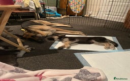 Shepsky dogs for sale: Gerbirian  shepskis - Image 19