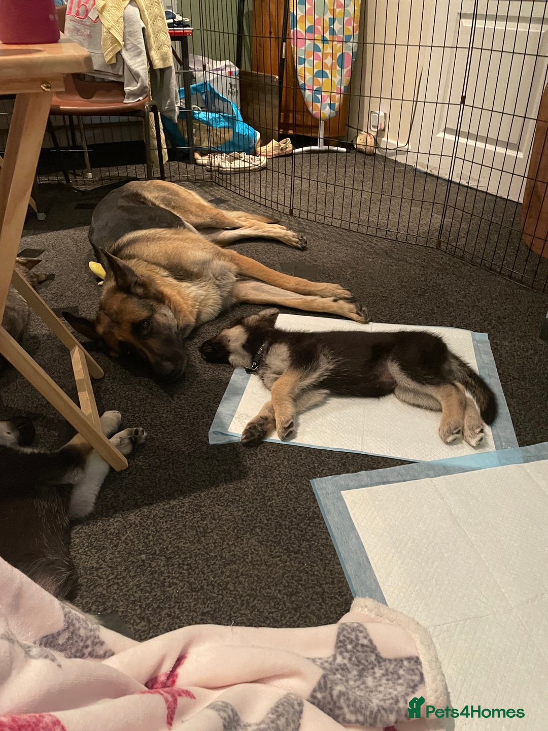 Shepsky dogs for sale: Gerbirian  shepskis - Image 19