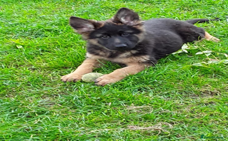 German Shepherd dogs - Advert 3