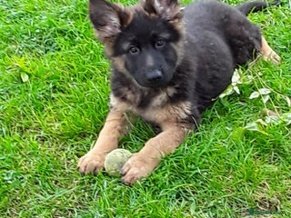 German Shepherd dogs - Advert 18