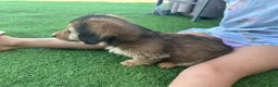 Dachshund dogs for sale: KC REG long haired miniature dachshund - Advert 18