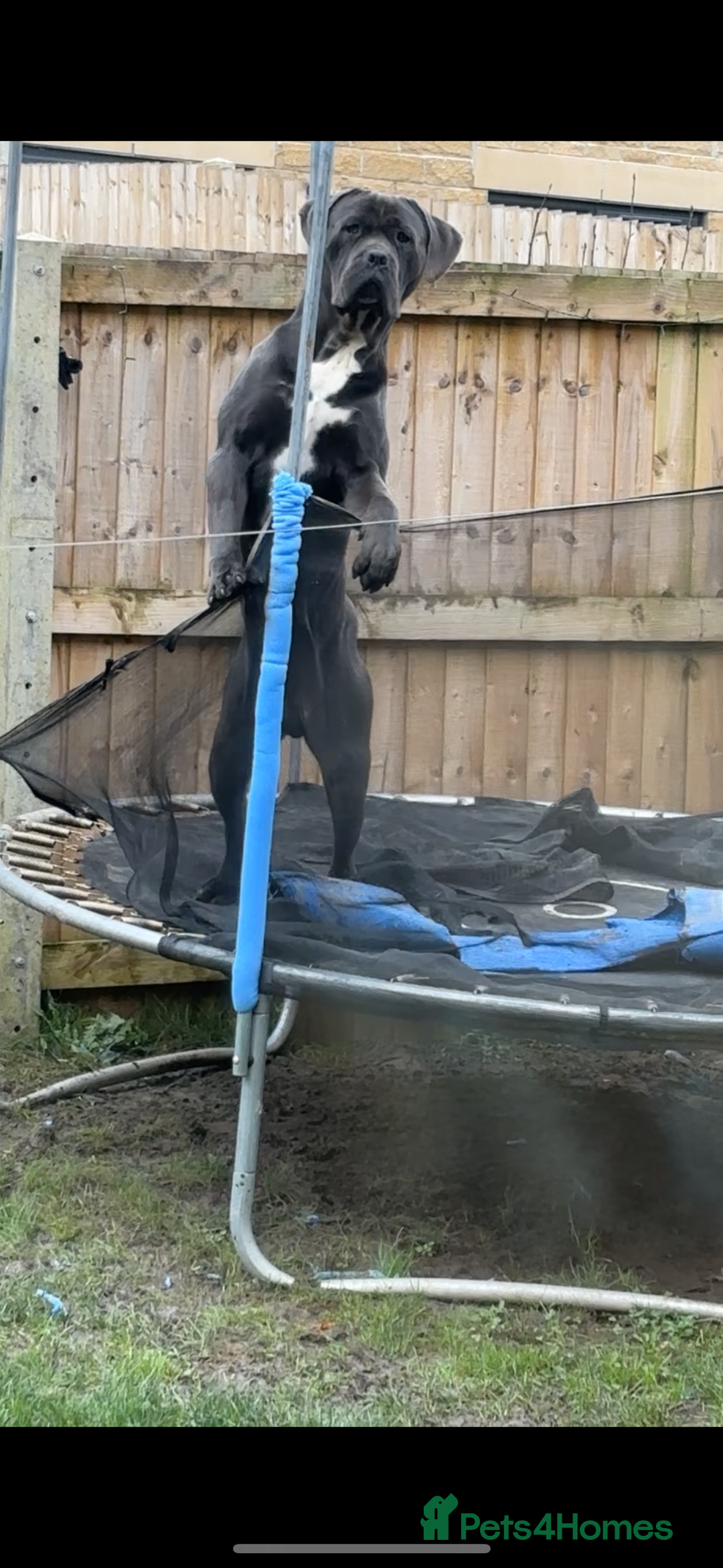 Cane Corso dogs for sale: Male cane corso - Image 2