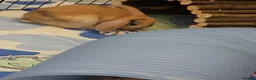Mixed Breed rabbits for sale: 8 babies bunnies - Advert 9