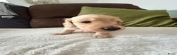 Miniature Dachshund dogs for sale: Miniature Longhaired Dachshund Puppies  - Advert 5