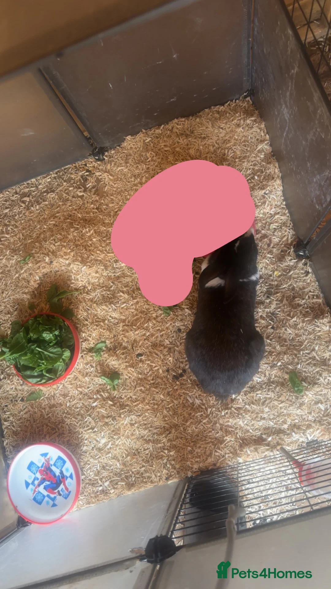 Mixed Breed rabbits for sale: 6. rabbits looking for new homes  - Advert 2