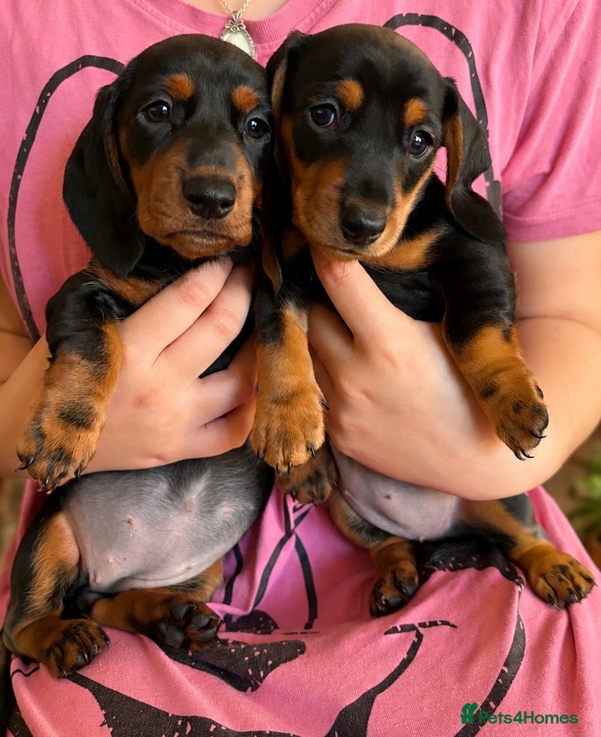 Miniature Dachshund dogs Miniature dachshunds puppies-TWO GIRLS LEFT! - Advert 11