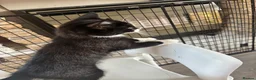 Domestic Shorthair cats for sale: Ronnie and Reggie  in Stourbridge - Advert 2