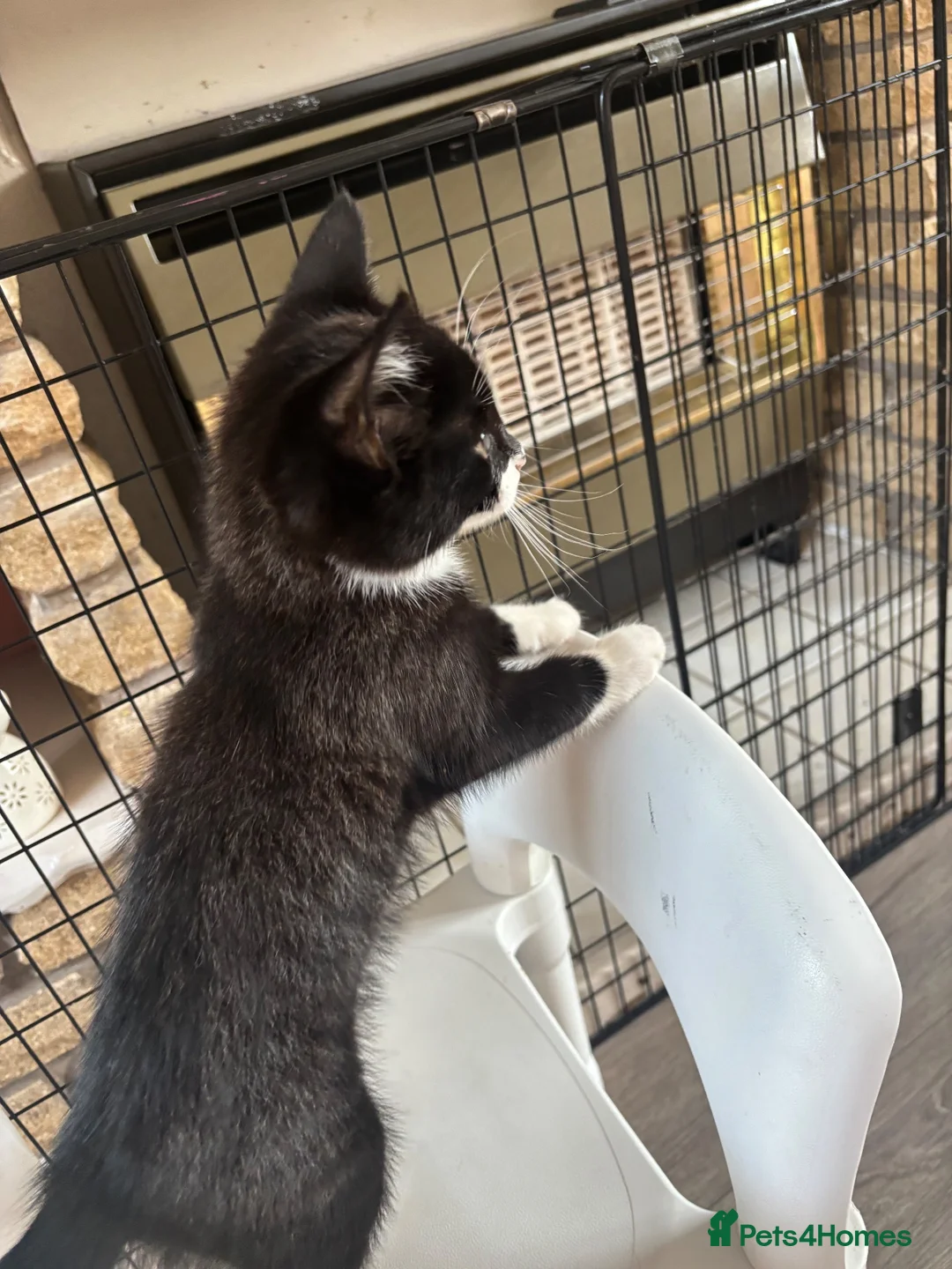 Domestic Shorthair cats for sale: Ronnie and Reggie  in Stourbridge - Advert 2