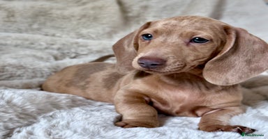 Miniature Dachshund dogs - Advert 5