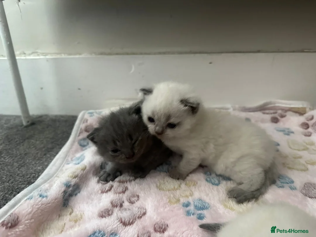Scottish Fold cats for sale: Scottish fold cross British short hair  in Luton - Advert 2