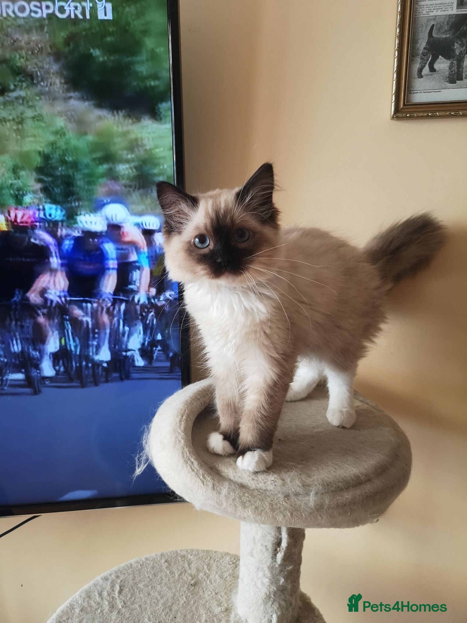 Ragdoll cats GCCF registered Ragdol kittens  - Advert 4